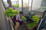 Guru membimbing santri memanen sayuran yang dibudidayakan secara mandiri dengan menggunakan metode hidroponik di Green House Pondok Pesantren Progresif Bumi Shalawat Sidoarjo, Jawa Timur, Rabu (18/6/2025). Kegiatan tersebut selain untuk memenuhi kebutuhan pangan internal pesantren, juga untuk melatih santri dalam bidang agrikultur modern yang berorientasi bisnis. Antara Jatim/Umarul Faruq