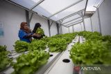 Warga binaan merawat sayur selada air hidroponik di Lembaga Pemasyarakatan (Lapas) Kelas IIB Indramayu, Jawa Barat, Rabu (18/6/2025). Lapas Kelas IIB Indramayu memberi pendampingan warga binaan untuk terlibat dalam pertanian mandiri dan pembuatan olahan makanan sebagai bagian dari program ketahanan pangan. ANTARA FOTO/Dedhez Anggara/agr