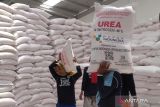 Pemkab Kudus pastikan  stok pupuk subsidi cukup untuk dua musim tanam