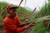 Warga menunjukan abu tipis yang menempelkan daun akibat aktivitas erupsi Gunung Raung di Songgon, Banyuwangi, Jawa Timur, Jumat (20/6/2025). Petugas Pos Pengamatan Gunung Api (PPGA) Raung mencatat terjadi enam kali letusan dengan ketinggian kolom abu mencapai 1.000 hingga 2.000 meter di atas puncak mengarahkan ke selatan. ANTARA Jatim/Budi Candra Setya/mas.