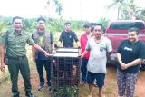Warga serahkan orang utan ke BKSDA Sampit setelah dipelihara 11 tahun