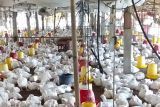 Pemkab Bintan fasilitasi penetapan harga ayam hidup