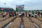 Pemkab Pasaman Barat catat luas tanam padi lima bulan terakhir capai 5.878 hektare