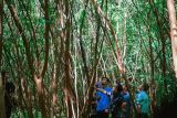 PT Semen Padang tinjau lokasi tanaman kaliandra di HKm Sialangan