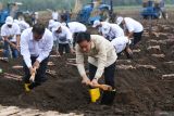 Wakil Presiden Indonesia Gibran Rakabuming Raka (kanan) bersama Menteri Pertanian Andi Amran Sulaiman (kiri) menanam bibit tebu bersama petani di Perkebunan Jolondoro Glenmore, Banyuwangi, Jawa Timur, Senin (23/6/2025). Pada kunjungan kerja tersebut Wapres menyerap aspirasi petani sebagai bagian dari upaya percepatan swasembada gula Nasional yang ditargetkan tercapai pada tahun 2027. ANTARA Jatim/Budi Candra Setya/mas.