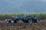 Pekerja mengoperasikan mesin tanam tebu otmatis di Perkebunan Jolondoro Glenmore, Banyuwangi, Jawa Timur, Senin (23/6/2025). Penggunaan mesin modern ini menjadi bagian dari upaya meningkatkan efisiensi panen dan produktivitas pertanian dalam rangka mendukung program swasembada gula nasioanal. ANTARA Jatim/Budi Candra Setya/mas.
