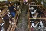Pekerja memeriksa kesehatan kambing Sapera persilangan kambing Saanen dan kambing Peranakan Ettawa (PE) di Farm House Pure Fresh, Kabupaten Ciamis, Jawa Barat, Senin (23/6/2025). Pure Fresh yang telah bermitra dengan BUMdes di Ciamis memproduksi susu kambing murni sebanyak 1.500 liter per minggu, dengan jumlah populasi kambing Sapera di wilayah Priangan Timur sebanyak 5.000 ekor dan menghasilkan produk olah dari susu kambing berupa susu bubuk, yoghurt, sabun, dan minuman kefir. ANTARA FOTO/Adeng Bustomi/agr

