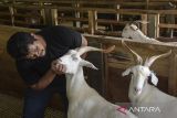 Pekerja memeriksa kesehatan kambing Sapera hasil persilangan kambing Saanen dan kambing Peranakan Ettawa (PE) di Farm House Pure Fresh, Kabupaten Ciamis, Jawa Barat, Senin (23/6/2025). Pure Fresh yang telah bermitra dengan BUMdes di Ciamis memproduksi susu kambing murni sebanyak 1.500 liter per minggu, dengan jumlah populasi kambing Sapera di wilayah Priangan Timur sebanyak 5.000 ekor dan menghasilkan produk olah dari susu kambing berupa susu bubuk, yoghurt, sabun, dan minuman kefir. ANTARA FOTO/Adeng Bustomi/agr
