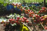 Sejumlah petani memanen kopi di Kebun Kopi Kalisat Jampit, Kecamatan Ijen, Bondowoso, Jawa Timur, Selasa (24/6/2025). Petani yang tergabung Project Management Office (PMO) Kopi Nusantara mampu meningkatkan produksi kopi dari 1,7 kuintal per hektar pada tahun 2023 menjadi 2,3 kuintal per hektar pada tahun 2024 dengan luas 20.000 hektar perkebunan kopi di Bondowoso. Antara Jatim/Seno/um