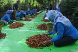 Sejumlah petani menyortir kopi di Kebun Kopi Kalisat Jampit, Kecamatan Ijen, Bondowoso, Jawa Timur, Selasa (24/6/2025). Petani yang tergabung Project Management Office (PMO) Kopi Nusantara mampu meningkatkan produksi kopi dari 1,7 kuintal per hektar pada tahun 2023 menjadi 2,3 kuintal per hektar pada tahun 2024 dengan luas 20.000 hektar perkebunan kopi di Bondowoso. Antara Jatim/Seno/um
