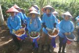 Sejumlah petani memanen kopi di Kebun Kopi Kalisat Jampit, Kecamatan Ijen, Bondowoso, Jawa Timur, Selasa (24/6/2025). Petani yang tergabung Project Management Office (PMO) Kopi Nusantara mampu meningkatkan produksi kopi dari 1,7 kuintal per hektar pada tahun 2023 menjadi 2,3 kuintal per hektar pada tahun 2024 dengan luas 20.000 hektar perkebunan kopi di Bondowoso. Antara Jatim/Seno/um
