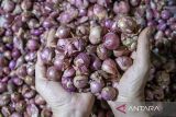 Pedagang menunjukkan bawang merah di kiosnya di Pasar Atas Baru, Kota Cimahi, Jawa Barat, Selasa (24/6/2025). Menurut data dari Badan Pusat Statistik (BPS), pada pekan ketiga Juni 2025 harga bawang merah mengalami kenaikan di 41,11 persen di wilayah Indonesia dengan harga rata-rata secara nasional berada di kisaran Rp41.363 per kilogram yang disebabkan oleh musim gadu serta hama penyakit yang muncul setelah musim hujan sehingga terhambatnya produksi bawang merah. ANTARA FOTO/Abdan Syakura/agr
