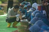 Wakil Presiden Gibran Rakabuming Raka (kiri) bersama petani menyortir kopi di Kebun Kopi Kalisat Jampit, Kecamatan Ijen, Bondowoso, Jawa Timur, Selasa (24/6/2025). Dalam kesempatan itu, petani kopi mengeluhkan mahalnya harga pupuk kopi non subsidi yang mencapai Rp500 ribu per kuintal, sehingga meminta kebijakan penurunan harga. ANTARA Jatim/Seno/mas.