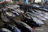 Nelayan menata ikan tuna sirip kuning  sebelum pememeriksaan kualitas dagingnya sebagai syarat untuk ekspor di Pelabuhan Perikanan Samudera Lampulo, Banda Aceh, Aceh, Selasa (24/6/2025). Menurut pengusaha penampung ikan di daerah itu , harga berbagai jenis ikan di daeah itu mengalami kenaikan karena hasil tangkapan berkurang akibat cuaca buruk sejak sepekan terakhir, terutama ikan tuna sirip kuning untuk pasar ekspor naik mencapai Rp46.000 per kilogram dari harga sebelumnya Rp43.000 per kilogram . ANTARA FOTO/Ampelsa.
