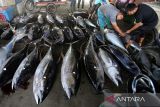 Pedagang memeriksa kualitas daging ikan tuna sirip kuning sebagai syarat untuk pasar ekspor di Pelabuhan Perikanan Samudera Lampulo, Banda Aceh, Aceh, Selasa (24/6/2025). Menurut pengusaha penampung ikan di daerah itu , harga berbagai jenis ikan di daeah itu mengalami kenaikan karena hasil tangkapan berkurang akibat cuaca buruk sejak sepekan terakhir, terutama ikan tuna sirip kuning untuk pasar ekspor naik mencapai Rp46.000 per kilogram dari harga sebelumnya Rp43.000 per kilogram . ANTARA FOTO/Ampelsa.