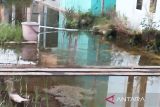 Sistem drainase perumahan di Palangka Raya rusak diduga 'biang banjir'