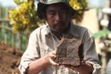 Arkeolog dari Balai Pelestarian Kebudayaan XI menunjukkan pecahan bata bermotif daun yang ditemukan bersama struktur batu bata kuno saat eskavasi penyelamatan situs Balekambang di Landungsari, Malang, Jawa Timur, Rabu (25/6/2025). Selain struktur batu bata kuno, dalam eskavasi tahap awal tersebut juga ditemukan uang koin dan pecahan gerabah yang diduga merupakan peninggalan pada masa klasik Hindu Budha. ANTARA Jatim/Ari Bowo Sucipto/mas.