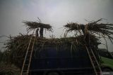Petani mengangkut tebu ke atas truk saat panen di kawasan Prambon, Sidoarjo, Jawa Timur, Rabu (25/6/2025). Gubernur Jawa Timur Khofifah Indar Parawansa menyatakan luas area panen tebu Jatim di tahun 2025 sebesar 252.135 hektare dengan proyeksi penggilingan tebu sebesar 18.777.409 ton, rendemen sebesar 7,76 persen sehingga produksi gula Jawa Timur diperkirakan akan menembus angka 1.457.900 ton. Antara Jatim/Umarul Faruq