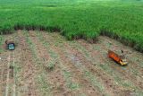 Foto udara petani memanen tebu di kawasan Prambon, Sidoarjo, Jawa Timur, Rabu (25/6/2025). Gubernur Jawa Timur Khofifah Indar Parawansa menyatakan luas area panen tebu Jatim di tahun 2025 sebesar 252.135 hektare dengan proyeksi penggilingan tebu sebesar 18.777.409 ton, rendemen sebesar 7,76 persen sehingga produksi gula Jawa Timur diperkirakan akan menembus angka 1.457.900 ton. Antara Jatim/Umarul Faruq
