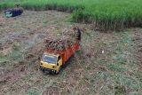 Foto udara petani memanen tebu di kawasan Prambon, Sidoarjo, Jawa Timur, Rabu (25/6/2025). Gubernur Jawa Timur Khofifah Indar Parawansa menyatakan luas area panen tebu Jatim di tahun 2025 sebesar 252.135 hektare dengan proyeksi penggilingan tebu sebesar 18.777.409 ton, rendemen sebesar 7,76 persen sehingga produksi gula Jawa Timur diperkirakan akan menembus angka 1.457.900 ton. Antara Jatim/Umarul Faruq