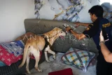 Petugas dari Kanwil Bea Cukai Kalimantan Bagian Timur (Kalbagtim) mengerahkan anjing pelacak K9 jenis Labrador Retriever saat penggeledahan di Kelurahan Baru Ulu, Balikpapan, Kalimantan Timur, Senin (23/6/2025). Penggeledahan oleh tim gabungan BNNP Kalimantan Timur, BNNK Balikpapan, Kanwil Bea Cukai Kalbagtim dan pemangku lainnya di rumah tersangka bandar narkoba berinisial D itu untuk mencari bukti tambahan terkait kasus peredaran sabu seberat 576,89 gram usai penangkapan pada 7 Mei 2025. Antara Kaltim/Aditya Nugroho/rwa/mrh
