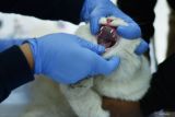 Dokter hewan memeriksa kondisi kesehatan kucing saat digelar bakti sosial vaksinasi rabies di Kota Madiun, Jawa Timur, Rabu (25/6/2025). Pada kegiatan tersebut, Pemkot Madiun melalui Dinas Ketahanan Pangan dan Pertanian menyediakan 200 dosis vaksin untuk kucing dan anjing sebagai upaya untuk menjaga kesehatan hewan juga kesehatan lingkungan agar terhindar dari penyakit rabies. ANTARA Jatim/Siswowidodo/mas.