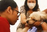Dokter hewan memeriksa kondisi kesehatan seekor anjing saat digelar bakti sosial vaksinasi rabies di Kota Madiun, Jawa Timur, Rabu (25/6/2025). Pada kegiatan tersebut, Pemkot Madiun melalui Dinas Ketahanan Pangan dan Pertanian menyediakan 200 dosis vaksin untuk kucing dan anjing sebagai upaya untuk menjaga kesehatan hewan juga kesehatan lingkungan agar terhindar dari penyakit rabies. ANTARA Jatim/Siswowidodo/mas.