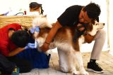 Dokter hewan memeriksa kondisi kesehatan seekor anjing saat digelar bakti sosial vaksinasi rabies di Kota Madiun, Jawa Timur, Rabu (25/6/2025). Pada kegiatan tersebut, Pemkot Madiun melalui Dinas Ketahanan Pangan dan Pertanian menyediakan 200 dosis vaksin untuk kucing dan anjing sebagai upaya untuk menjaga kesehatan hewan juga kesehatan lingkungan agar terhindar dari penyakit rabies. ANTARA Jatim/Siswowidodo/mas.