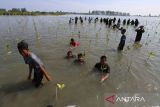 Masyarakat peduli lingkungan bersama pelajar menanam bibit manggrove di daerah pesisir desa Baet, kabupaten Aceh Besar, Aceh, Kamis ( 26/6/2025). Penanaman sebanyak 10.000 batang manggrove yang di laksanakan PLN peduli, Danantara dan Lembaga Swadaya Masyarakat itu melibatkan sejumlah kelompok masyarakat pesisir untuk perawatannya dalam upaya penghijauan kawasan pantai dan ekosistem berkelanjutan. ANTARA FOTO/Ampelsa.