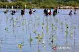 Masyarakat peduli lingkungan bersama pelajar menanam bibit manggrove di daerah pesisir desa Baet, kabupaten Aceh Besar, Aceh, Kamis ( 26/6/2025). Penanaman sebanyak 10.000 batang manggrove yang di laksanakan PLN peduli, Danantara dan Lembaga Swadaya Masyarakat itu melibatkan sejumlah kelompok masyarakat pesisir untuk perawatannya dalam upaya penghijauan kawasan pantai dan ekosistem berkelanjutan. ANTARA FOTO/Ampelsa.