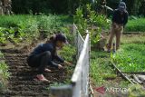 Dua Warga Binaan Pemasyarakatan (WBP) bekerja di kebun sayur Lapas Perempuan Kelas IIA Pontianak, di Sungai Kakap, Kabupaten Kubu Raya, Kalimantan Barat, Kamis (26/6/2025). Lapas Perempuan Kelas IIA Pontianak membekali warga binaan dengan berbagai keterampilan seperti bertanam sayur, menjahit, memasak, membuat kue, hingga menganyam manik-manik sebagai pelatihan kerja yang dapat menjadi bekal keahlian setelah menjalani masa hukuman. ANTARA FOTO/Jessica Wuysang