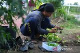 Seorang Warga Binaan Permasyarakatan (WBP) memotong akar sawi kailan saat bekerja di kebun sayur di Lapas Perempuan Kelas IIA Pontianak, di Sungai Kakap, Kabupaten Kubu Raya, Kalimantan Barat, Kamis (26/6/2025). Lapas Perempuan Kelas IIA Pontianak membekali warga binaan dengan berbagai keterampilan seperti bertanam sayur, menjahit, memasak, membuat kue, hingga menganyam manik-manik sebagai pelatihan kerja yang dapat menjadi bekal keahlian setelah menjalani masa hukuman. ANTARA FOTO/Jessica Wuysang