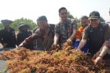 Pesisir Bondo  Jepara diproyeksikan jadi sentra budi daya rumput laut
