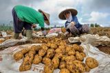 Sejumlah petani memanen kentang varietas Granola saat musim panen awal musim kemarau di Puncak Brakseng, Batu, Jawa Timur, Sabtu (28/6/2025). Menurut data Badan Pusat Statistik (BPS) Kawasan yang menjadi pusat tanaman hortikultura Jawa Timur itu menghasilkan rata-rata 8,3 ribu ton kentang granola per tahun dengan luas panen sekitar 396 hektar pada tahun 2024 dan menjadi salah satu pemasok kentang di berbagai daerah seperti Kalimantan, Bali, dan Jawa Timur. Antara Jatim/Muhammad Mada/um