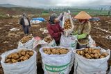 Sejumlah petani memanen kentang varietas Granola saat musim panen awal musim kemarau di Puncak Brakseng, Batu, Jawa Timur, Sabtu (28/6/2025). Menurut data Badan Pusat Statistik (BPS) Kawasan yang menjadi pusat tanaman hortikultura Jawa Timur itu menghasilkan rata-rata 8,3 ribu ton kentang granola per tahun dengan luas panen sekitar 396 hektar pada tahun 2024 dan menjadi salah satu pemasok kentang di berbagai daerah seperti Kalimantan, Bali, dan Jawa Timur. Antara Jatim/Muhammad Mada/um