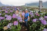 Sejumlah pengunjung berswafoto dengan latar belakang Ladang Bunga Hortensia (Hydrangea) di Puncak Brakseng, Batu, Jawa Timur, Sabtu (28/6/2025). Akibat menurunnya permintaan bunga dekorasi sejak setahun terakhir, petani setempat mengalihfungsikan lahan pertanian bunga hortensia seluas 7.000 meter persegi miliknya menjadi tempat wisata yang mampu menarik kunjungan wisatawan sekitar 200 hingga 500 orang per hari dengan tiket masuk sebesar sepuluh ribu rupiah. Antara Jatim/Muhammad Mada/um 