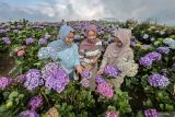 Sejumlah pengunjung menikmati suasana Ladang Bunga Hortensia (Hydrangea) di Puncak Brakseng, Batu, Jawa Timur, Sabtu (28/6/2025). Akibat menurunnya permintaan bunga dekorasi sejak setahun terakhir, petani setempat mengalihfungsikan lahan pertanian bunga hortensia seluas 7.000 meter persegi miliknya menjadi tempat wisata yang mampu menarik kunjungan wisatawan sekitar 200 hingga 500 orang per hari dengan tiket masuk sebesar sepuluh ribu rupiah. Antara Jatim/Muhammad Mada/um 