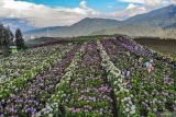 Foto udara sejumlah pengunjung menikmati suasana Ladang Bunga Hortensia (Hydrangea) di Puncak Brakseng, Batu, Jawa Timur, Sabtu (28/6/2025). Akibat menurunnya permintaan bunga dekorasi sejak setahun terakhir, petani setempat mengalihfungsikan lahan pertanian bunga hortensia seluas 7.000 meter persegi miliknya menjadi tempat wisata yang mampu menarik kunjungan wisatawan sekitar 200 hingga 500 orang per hari dengan tiket masuk sebesar sepuluh ribu rupiah. Antara Jatim/Muhammad Mada/um 