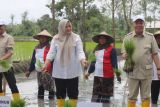 BI NTB kembangkan padi unggul Gamagora 7 di 250 hektare lahan