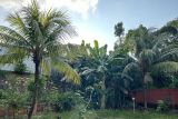 Pemkab Karimun tingkatkan nilai tambah produksi pertanian kelapa