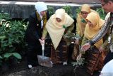 Gubernur Jawa Timur Khofifah Indar Parawansa (kiri) menanam bibit kelengkeng merah bersama perwakilan PP Aisyiyah dalam Milad Aisyiyah ke-108 di Pasuruan, Jawa Timur, Jawa Timur, Senin (1/7/2025). Gubernur Jawa Timur mengapresiasi peran organisasi perempuan Muhammadiyah, Aisyiyah, dalam mendukung program ketahanan pangan nasional pangan melalui basis qoryah thayyibah atau desa yang baik dan diberkahi. Antara Jatim/Fahmi Alfian/um