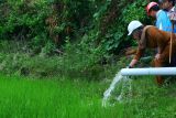 Petani di Barru hemat operasional 55 persen berkat PLN