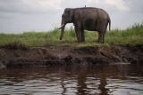 Gajah sumatra di Suaka Margasatwa Padang Sugihan