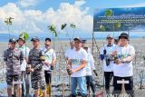 PLN UP3 Tolitoli tanam 5.000 pohon mangrove lindungi pesisir dari abrasi