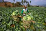 Petani memanen kubis di kawasan Puncak Brakseng, Batu, Jawa Timur, Rabu (2/7/2025). Badan Pusat Statistik (BPS) mencatat secara nasional Nilai Tukar Petani (NTP) pada Juni 2025 naik sebesar 0,47 persen dari bulan sebelumnya yakni dari 121,15 menjadi 121,72 yang disebabkan indeks harga yang diterima petani lebih tinggi dibandingkan indeks harga yang dibayar petani. Antara Jatim/Muhammad Mada/um