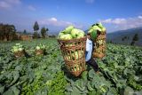 Petani memanen kubis di kawasan Puncak Brakseng, Batu, Jawa Timur, Rabu (2/7/2025). Badan Pusat Statistik (BPS) mencatat secara nasional Nilai Tukar Petani (NTP) pada Juni 2025 naik sebesar 0,47 persen dari bulan sebelumnya yakni dari 121,15 menjadi 121,72 yang disebabkan indeks harga yang diterima petani lebih tinggi dibandingkan indeks harga yang dibayar petani. Antara Jatim/Muhammad Mada/um