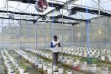 Petani memantau kelembaban suhu ruangan tanaman cabai yang terhubung melalui gawainya di Smart Green House Taruna Mekar, Pandeglang, Banten, Selasa (1/7/2025). Kelompok tani Taruna Mekar tersebut memanfaatkan teknologi digital sebagai sarana untuk melakukan penyiraman otomatis dan memantau kelembaban suhu tanaman cabai yang dapat di panen tanpa terdampak cuaca, dan menghasilkan hingga 1,5 kilogram cabai per tanaman atau dua kali lipat dari cabai yang ditanam secara konvensional. ANTARA FOTO/Muhammad Bagus Khoirunas/gp