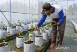 Petani menggunakan gawainya menyiram tanaman cabaidi Smart Green House Taruna Mekar, Pandeglang, Banten, Selasa (1/7/2025). Kelompok tani Taruna Mekar tersebut memanfaatkan teknologi digital sebagai sarana untuk melakukan penyiraman otomatis dan memantau kelembaban suhu tanaman cabai yang dapat di panen tanpa terdampak cuaca, dan menghasilkan hingga 1,5 kilogram cabai per tanaman atau dua kali lipat dari cabai yang ditanam secara konvensional. ANTARA FOTO/Muhammad Bagus Khoirunas/gp