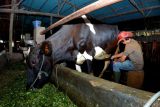 BRI dukung pengembangan klaster petani dan peternak sapi perah