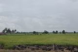 Target luas oplah dan tusip di Lampung pada 2025 capai 134 ribu hektare